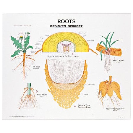 Charts/Posters, Roots Chart Mounted